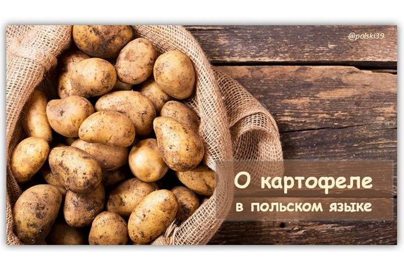 О картофеле в польском языке